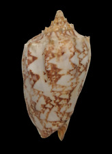 Shell CYMBIOLA ROSSINIANA N.Caledonia 158,0 mm # GOOD SIZE for sale  Shipping to South Africa