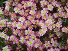 Saxifraga red cap for sale  Shipping to Ireland