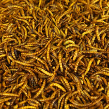 Juicy dried mealworms for sale  UK
