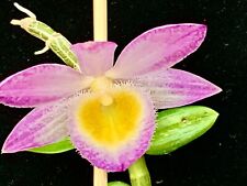 orchid plants for sale  SAFFRON WALDEN