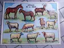 Affiche scolaire animaux d'occasion  Herbault