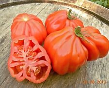 Samen tomate coeur gebraucht kaufen  Speckhorn