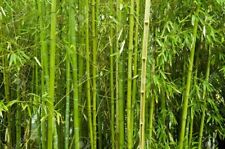 Bamboo plant outdoor for sale  LONDON