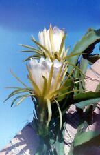 10 Pitaya Hylocereus Undatus Seeds, White Dragon Fruit for sale  Shipping to South Africa
