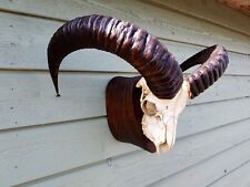 Vintage ram skull for sale  WALLASEY