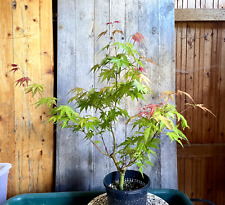 Pre bonsai japanischer gebraucht kaufen  Würzburg