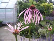 Echinacea pallida coneflower for sale  BECCLES