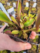 artificial potted plant 30 for sale  Cheboygan