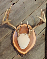 Wisconsin whitetail mounted for sale  Ringle