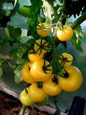 Tomate schneeflocke runde gebraucht kaufen  Erding