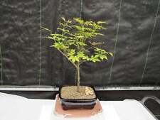 Red japanese maple for sale  Freeport