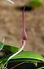 bulbophyllum for sale  Shipping to South Africa