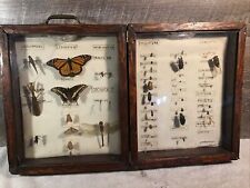 insect collection for sale  Northfield