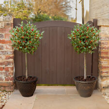 Garden pair holly for sale  PETERBOROUGH