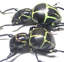 N011 SMDNA | EL : Pachyrrhynchus phaelaratus 2pcs. 14mm/17mm A-/A1 for sale  Shipping to South Africa