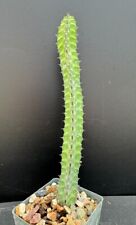 Euphorbia boranensis rare for sale  Marana