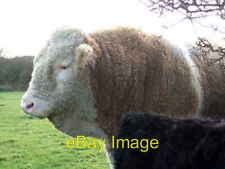 Photo 6x4 woolly for sale  FAVERSHAM