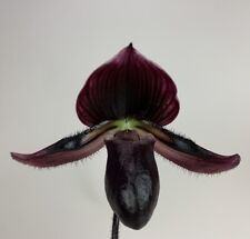 Orchid orchid paphiopedilum for sale  Shipping to Ireland