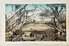 Used, Antique Print - Charles Lemaire - Ficus Plant Near the Himalayan Bridge F5 for sale  Shipping to South Africa