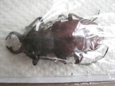 Used, Prionidae Goatbeetle Priotyrannus mordax M -from S-India nice big rare specimen for sale  Shipping to South Africa