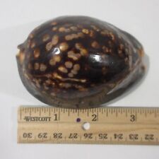 Used, CYPRAEA MAURITIANA Humpback Chocolate Cowrie 85 mm Shell Seashell for sale  Shipping to South Africa