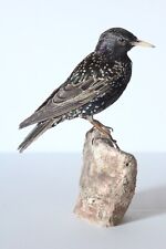 Taxidermy-hunting-chasse-präparat- Common Starling with permit, used for sale  Shipping to South Africa