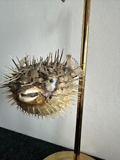 Small porcupine fish for sale  CHRISTCHURCH