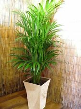 Parlor palm chamaedorea for sale  BIRMINGHAM