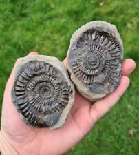 Ammonite fossil split for sale  WALLASEY