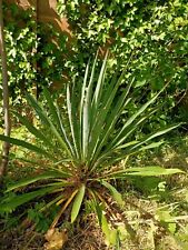 Yucca rostrata 65cm for sale  CAMBERLEY