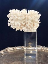 Corallo bianco madrepora usato  Ascoli Piceno