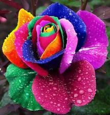 Rainbow rose seeds for sale  HARLOW
