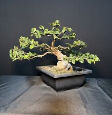 chinese bonsai tree for sale  Dunedin