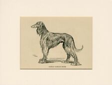 Saluki old antique for sale  COLEFORD