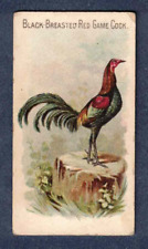 BLACK BREASTED RED GAME COCK 1891 N20 Allen & Ginter Prize & Game Chickens for sale  Shipping to South Africa