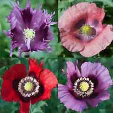 2000 Seeds Poppy Papivar Somniforum, mixed colours for sale  Shipping to South Africa