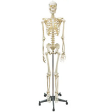 Gay skeleton model for sale  Shipping to United Kingdom