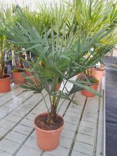 Trachycarpus fortunei chinesis gebraucht kaufen  Dillingen a.d.Donau