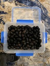 Bismarkia seeds 4.75 for sale  Clearwater