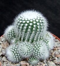 Notocactus scopa ramosus for sale  EASTBOURNE