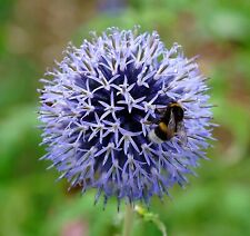 Kugeldistel veitch blue gebraucht kaufen  Dortmund