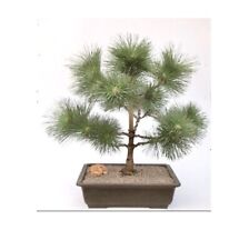 Japanese black pine for sale  Patchogue