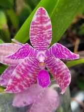 Rare phalaenopsis lueddemannia for sale  HALSTEAD
