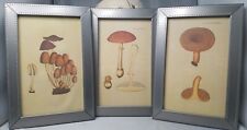 Mushroom framed prints for sale  Eaton