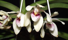 Vanda pumila flowering for sale  Shipping to Ireland