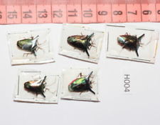 Used, H004 Hemiptera pentatomidae very nice color lot of 6 Pygoplatys sp from peru for sale  Shipping to South Africa