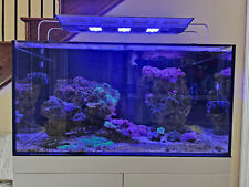 live rock fish tanks for sale  Spring