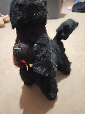 black toy poodle for sale  LIFTON