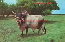 Brahman bull dexter for sale  North Las Vegas