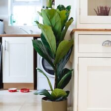 Fiddle leaf fig for sale  BOLTON